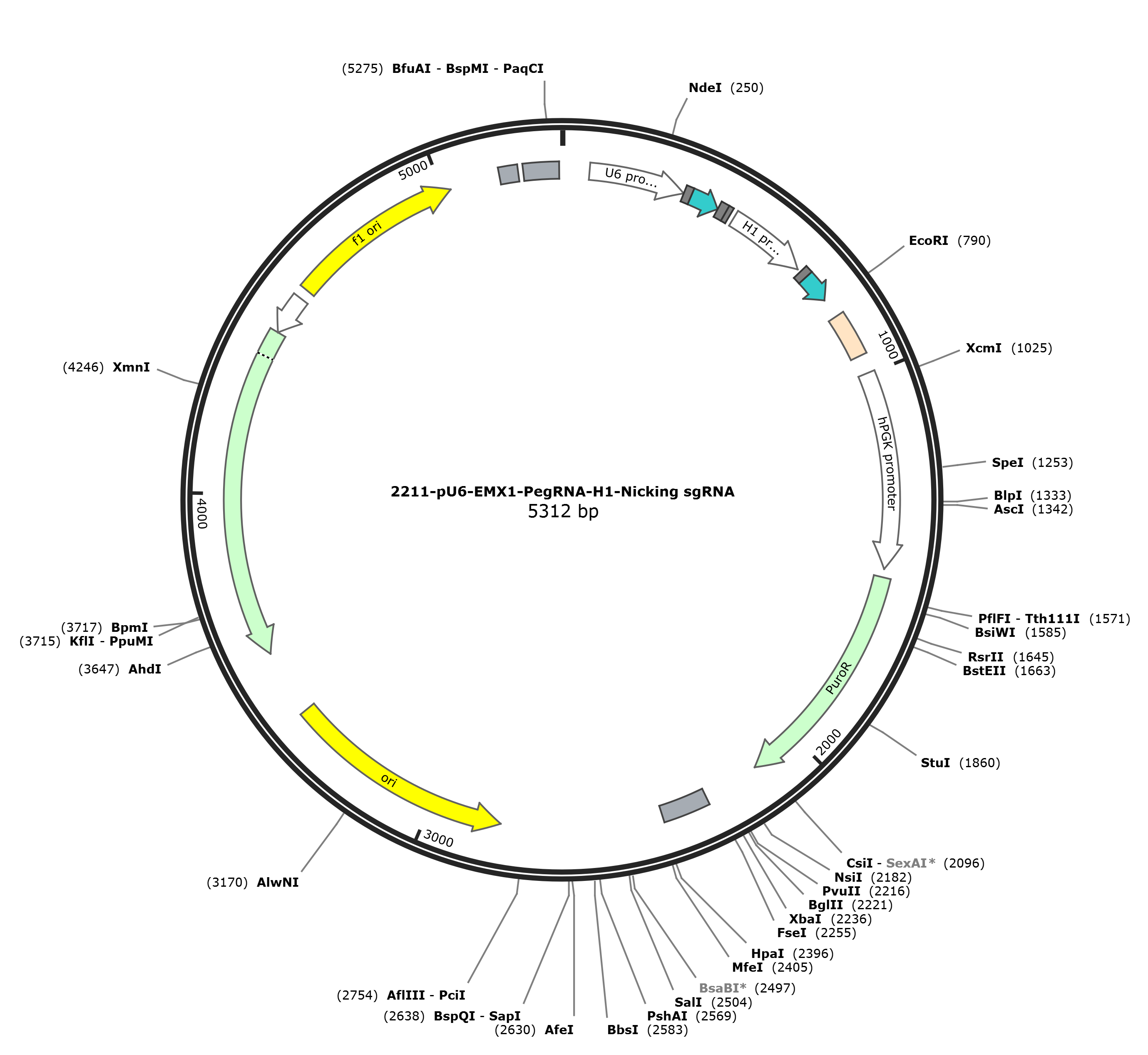 pU6-EMX1-PegRNA-H1-Nicking sgRNA载体图谱.png